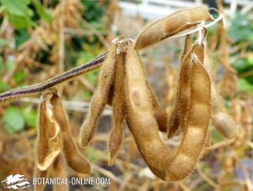 Soybean pods in a field