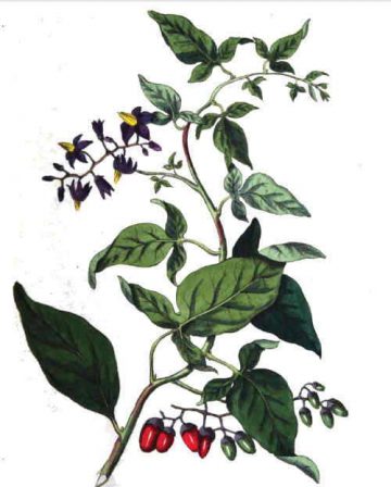 Solanum Dulcamara Toxicity Botanical Online