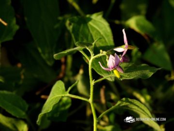 Solanum dulcamara