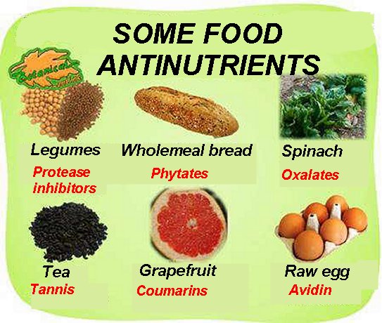 antinutrient list of foods, tannins, protease inhibitors, phytates, oxalates, tannins, Coumarins and egg avidin