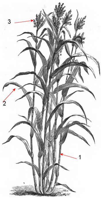 sorghum plant