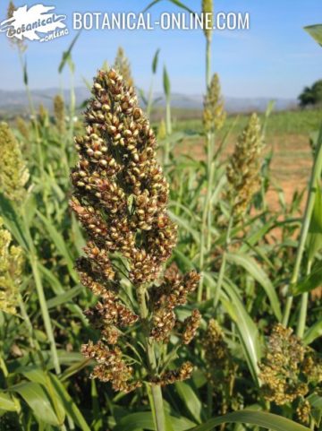 sorghum spike