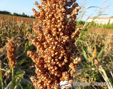 Sorghum