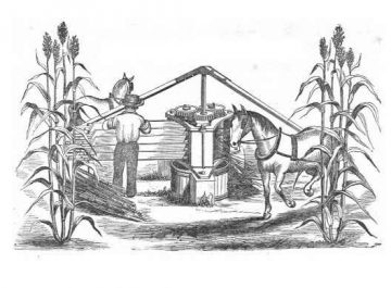 sorghum