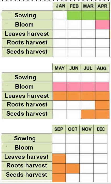 sorrel cultivation calendar