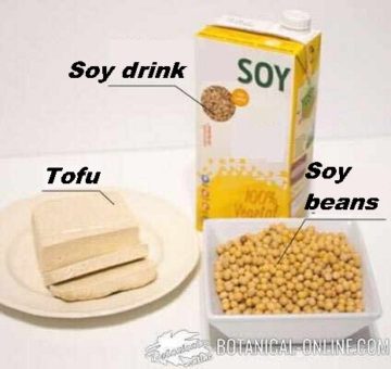 soy products: tofu, soy drink and soy beans