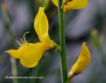 Spanish broom