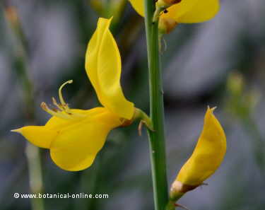 Spartium junceum detail