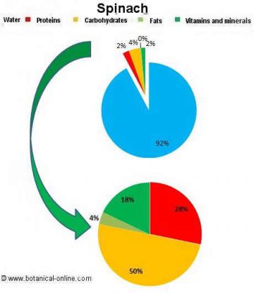 Spinach composition