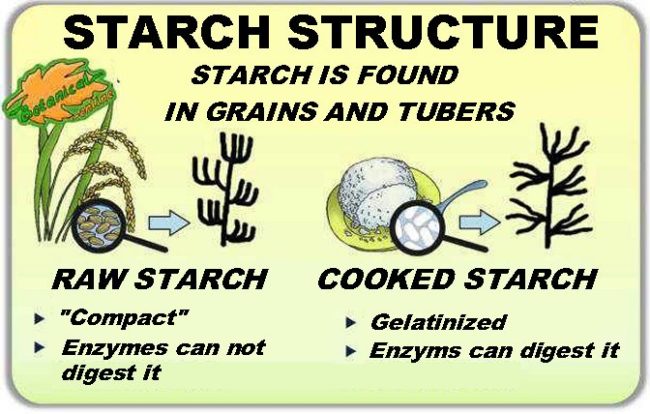 starch structure