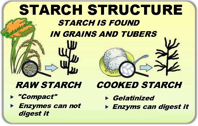 Characteristics and properties of starch – Botanical online