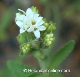 Flower of stevia