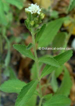 foto de planta de stevPhoto of stevia plant 