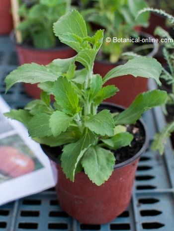 Photo of the stevia leaves