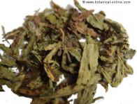 Dry stevia leaves