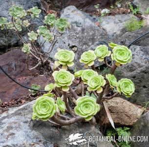 fleshy succulent plants