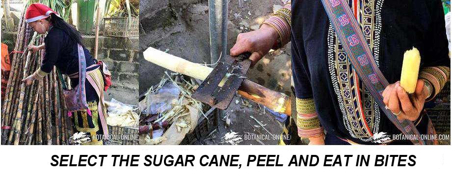 sugar cane