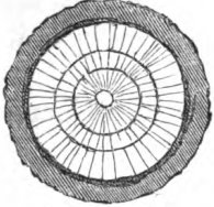 radial symmetry in a stem