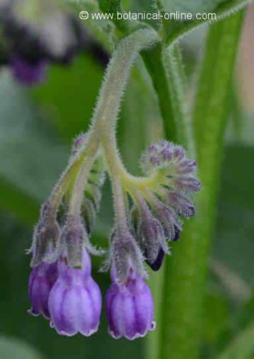 some flowers of comfrey