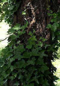 Photo of ivy climbing on an oak