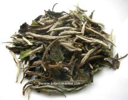 White tea