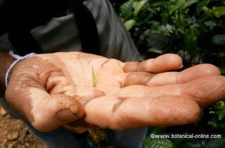 Golden tips Camellia sinensis