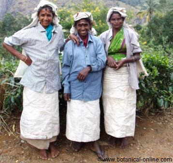 Women collecting tea
