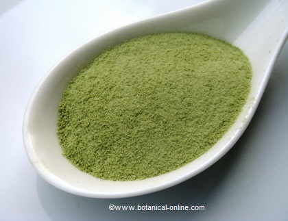 Matcha tea or green powder tea