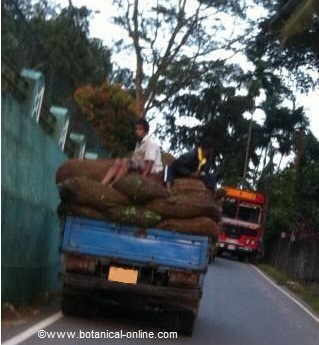 Picture a truck carrying bags of tea to the tea factory.