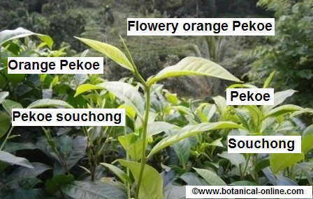 new shoot of tea plant with the names for each tea leaf.