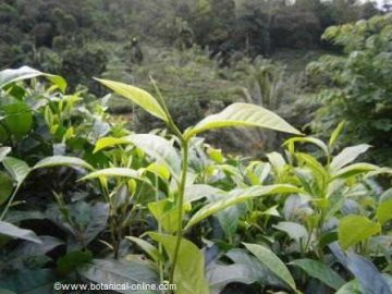 Photo of tea plant ( Camellia sinensis )
