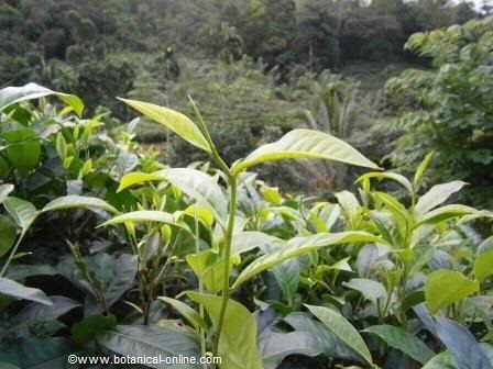 Green tea shoot ( Camellia sinensis)