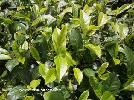 Photography Tea foliage, where there are new shoots of the plant, light green