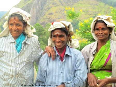 Photograph of women harvesting tea the traditional way. On their heads they wear a bag, where they keep the buds they collect.