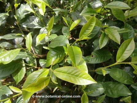 Leaves of green tea ( Camellia sinensis)