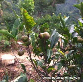 Photography Tea fruit. The fruit is used for its seeds, to reproduce the plant. ( Camellia sinensis)