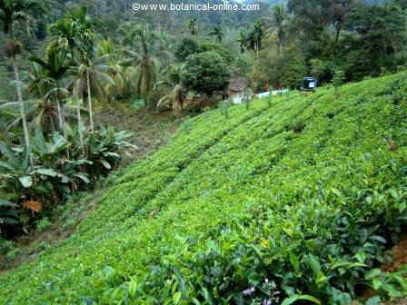 Tea garden ( Camellia sinensis)