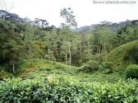 Landscape of green tea fields in the middle of the jungle, in the province of Deniyaya (Sri Lanka)