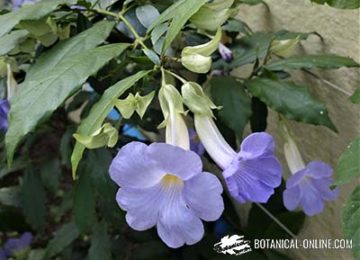 Thunbergia vogeliana