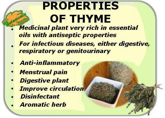 propiedades del tomillo beneficios thymus vulgaris