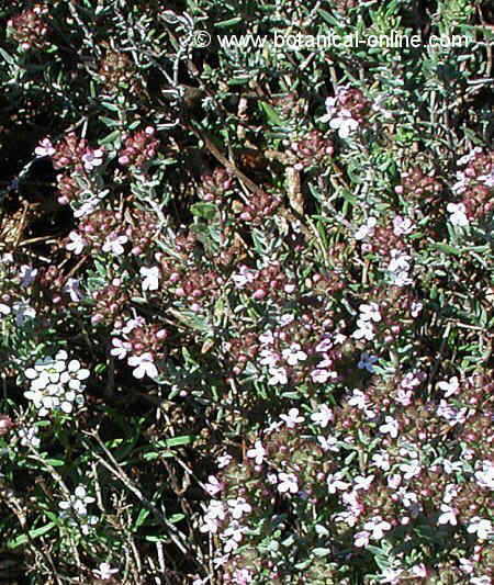 thyme