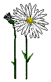 MARGUERITE STEMS