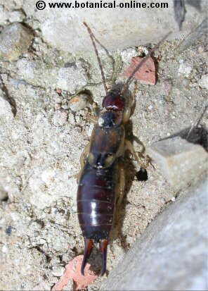 earwig