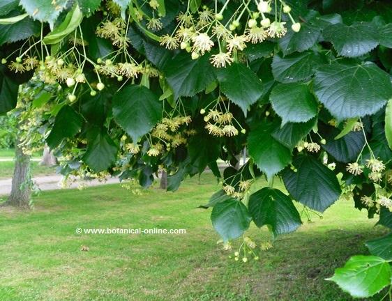 Photo of common linden with flowers