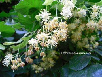 Linden flowers