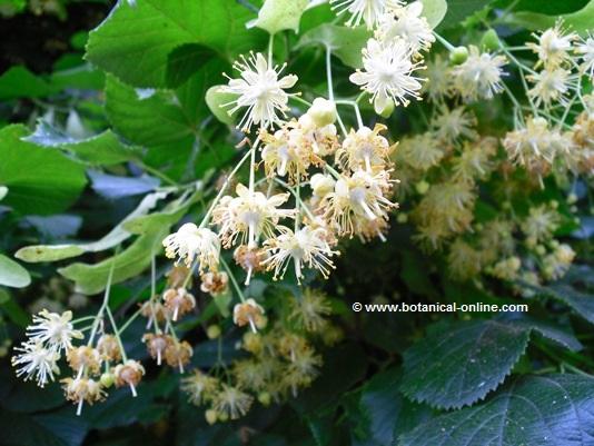 A detail of common linden flowers