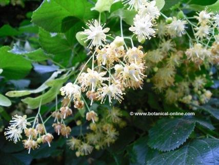 Photography linden, linden flowers on the tree.