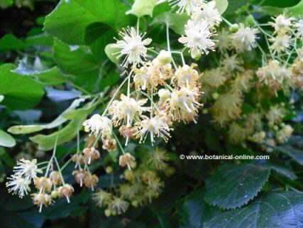 Photo of linden flowers