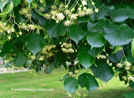 Linden leaves and flowers