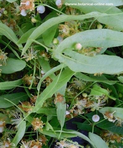 Common linden flowers collected from a tree